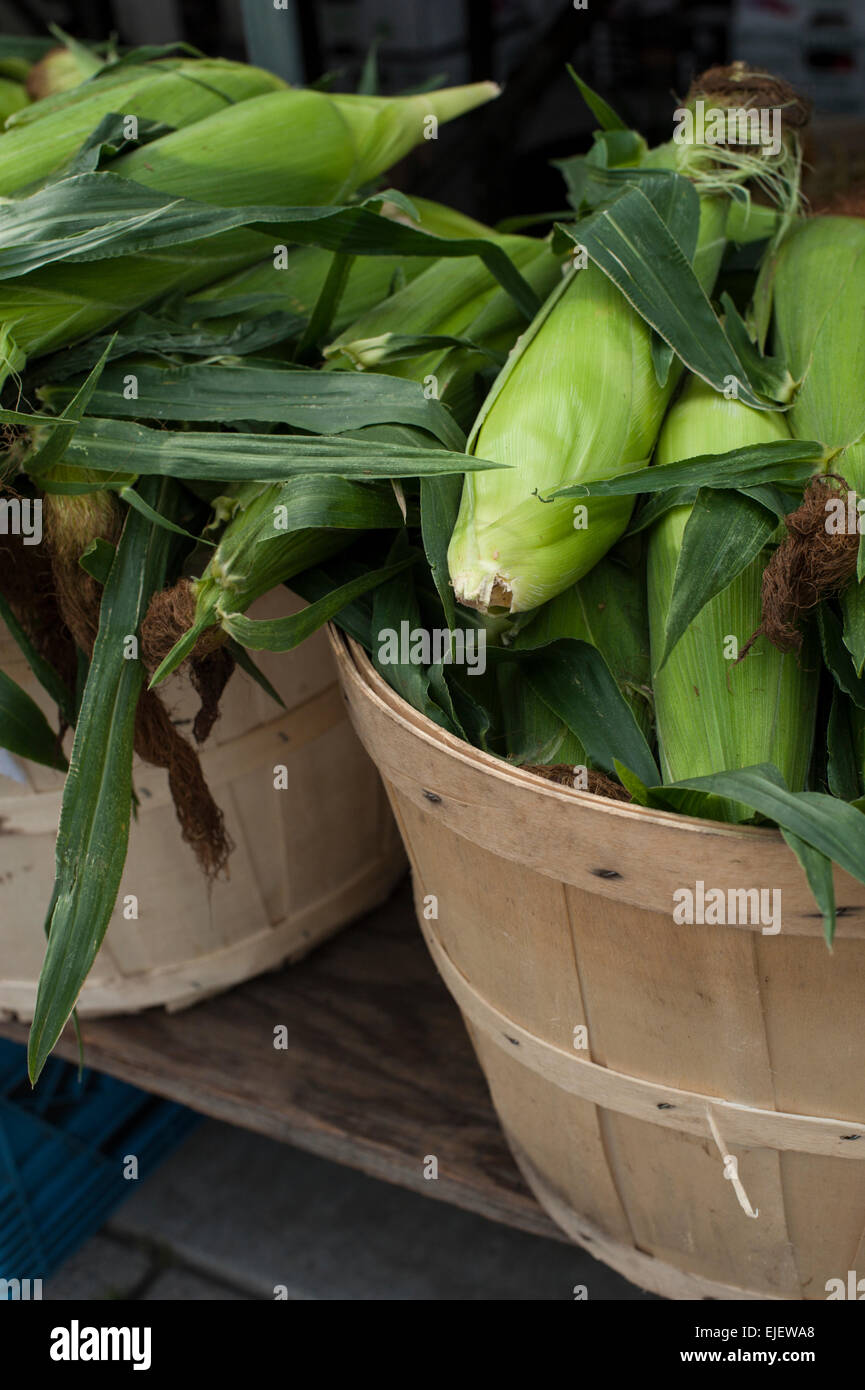 Bushel ceste di carni di mais dolce al mercato di Kingston, Ontario. Foto Stock