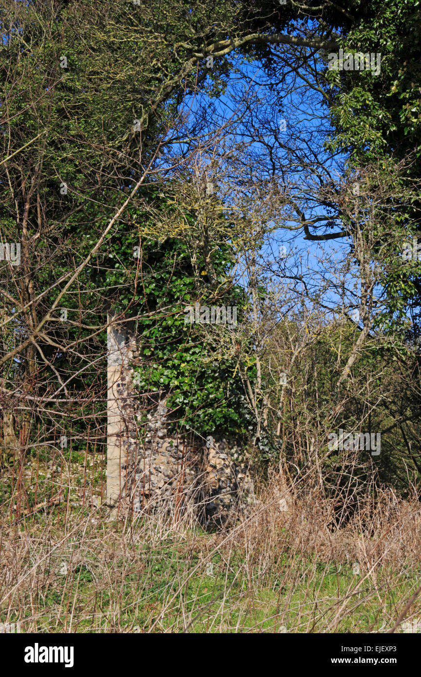 Parte di una vecchia chiesa in rovina colonizzata da vita vegetale a Whitlingham, Norfolk, Inghilterra England Regno Unito. Foto Stock