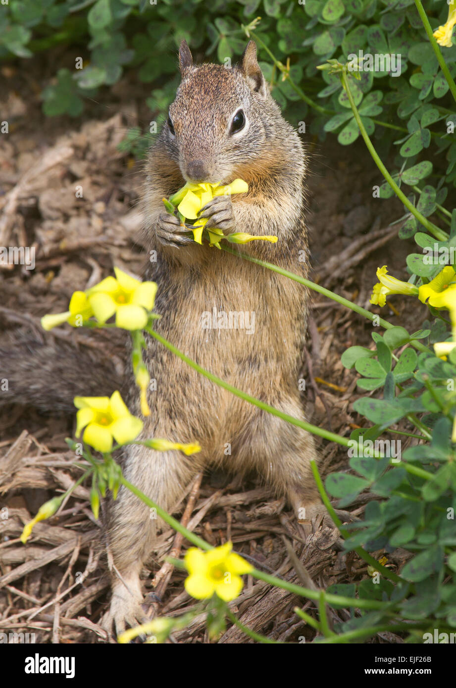 Ground Squirrel Standing mangiare fiori gialli Foto Stock