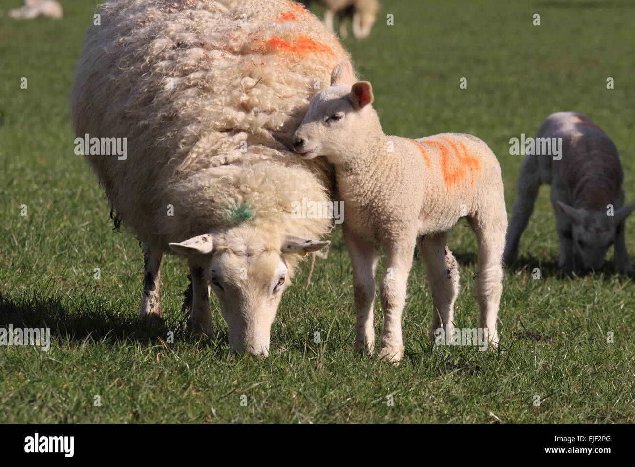 Powys, Wales, Regno Unito marzo, 2015. Una molla di Welsh lamb nuzzles fino alla sua pecora madre in un soleggiato Campo di erba in Powys rurali del Galles. Foto Stock