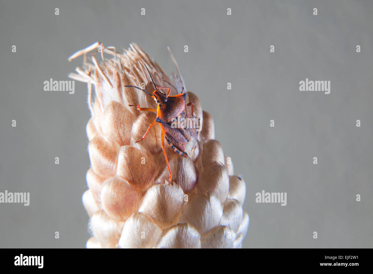 Vero bug Carpocoris fuscispinus scalata di un fiore secco. Interesing piccolo insetto chiamato anche il fetore beetle Foto Stock