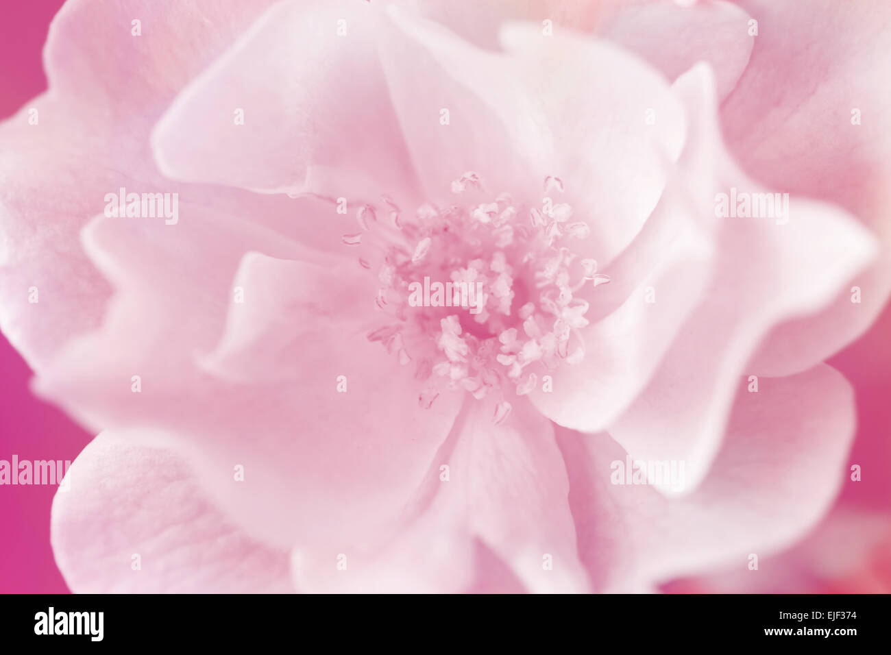 Sfondo di rose fiore blur Foto Stock