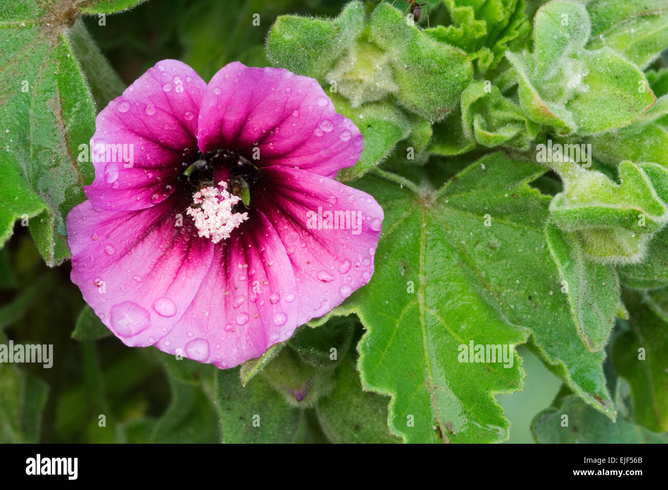 Tree mallow (Lavatera arborea / Malva arborea / Malva eriocalyx) in fiore Foto Stock