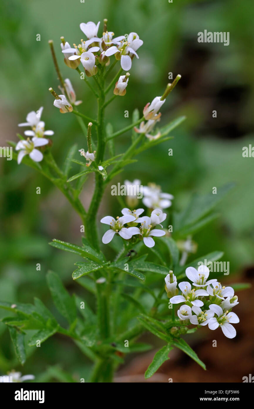 Legno Bittercress / Woodland Bittercress / ondulata di amaro il crescione / Bittercress ondulata (Cardamine flexuosa) in fiore Foto Stock