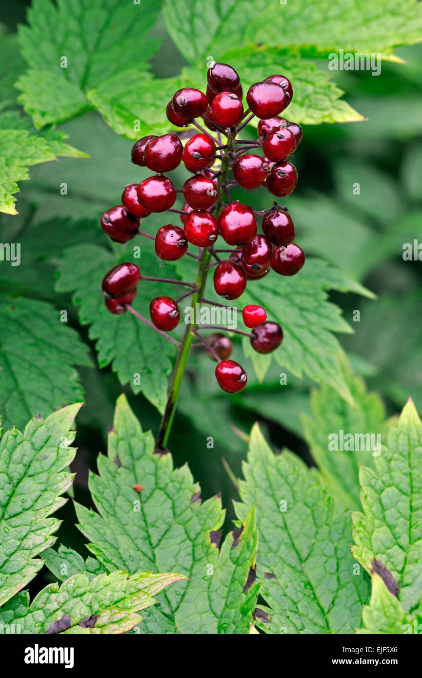 Red baneberry / chinaberry / Doll's eye (Actaea rubra) close up di sostanze velenose bacche rosse, nativo per il Nord America Foto Stock