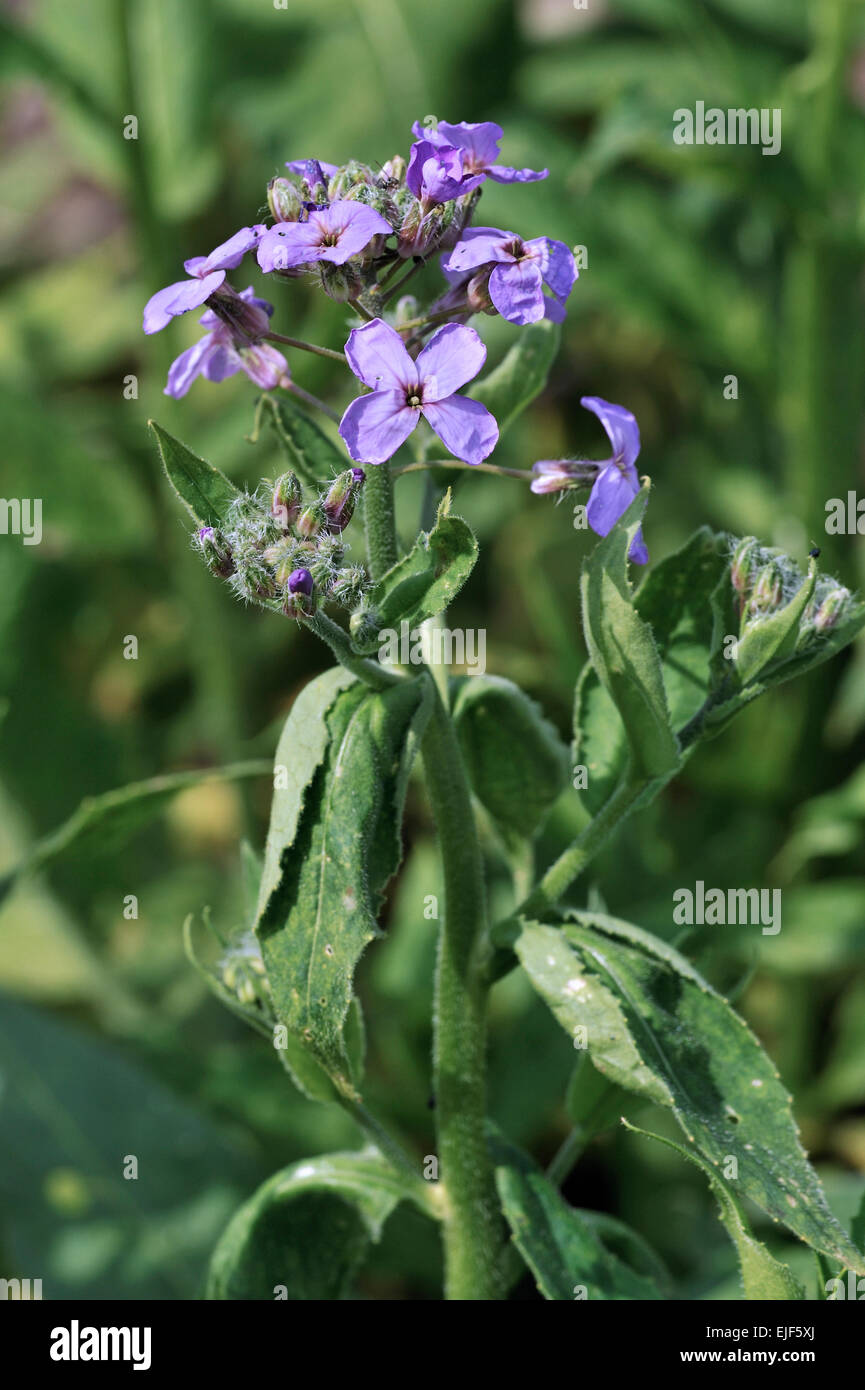 Razzo dolce / Dame's Rocket damasco / viola / dames-wort (Hesperis matronalis) in fiore Foto Stock