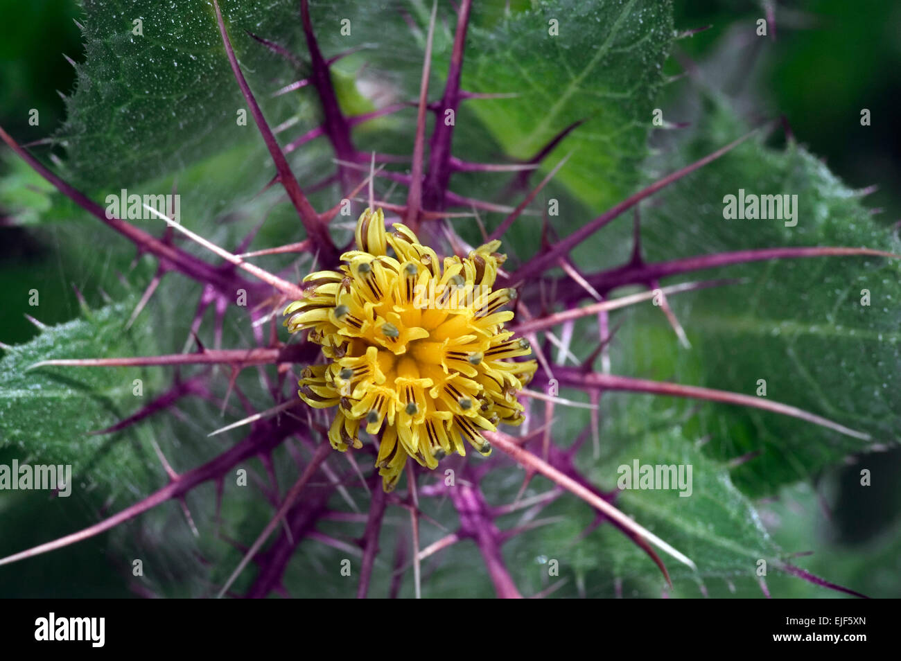 San Benedetto thistle / beato thistle / holy thistle / spotted thistle (Cnicus benedictus) in fiore, Mediterranea Foto Stock