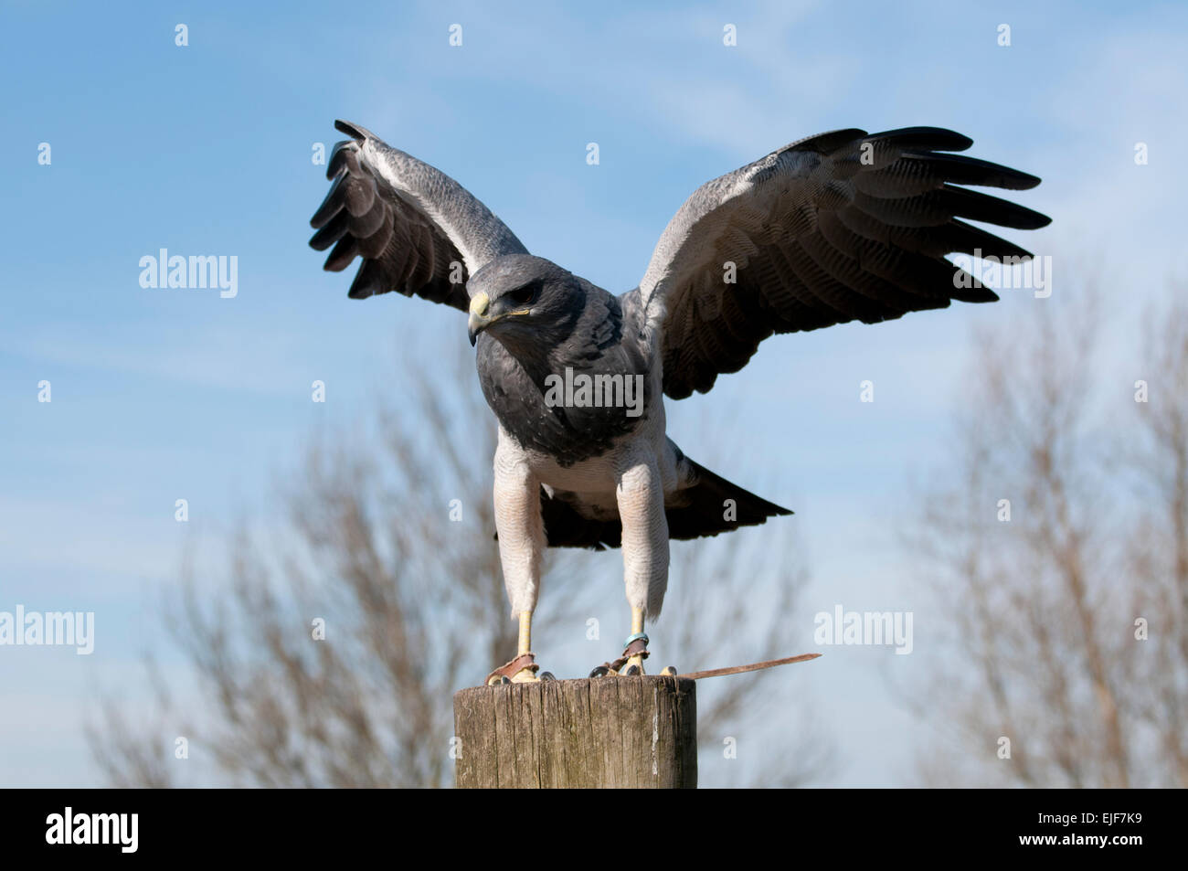Black-Chested Buzzard Eagle (geranoaetus melanoleucus) Foto Stock
