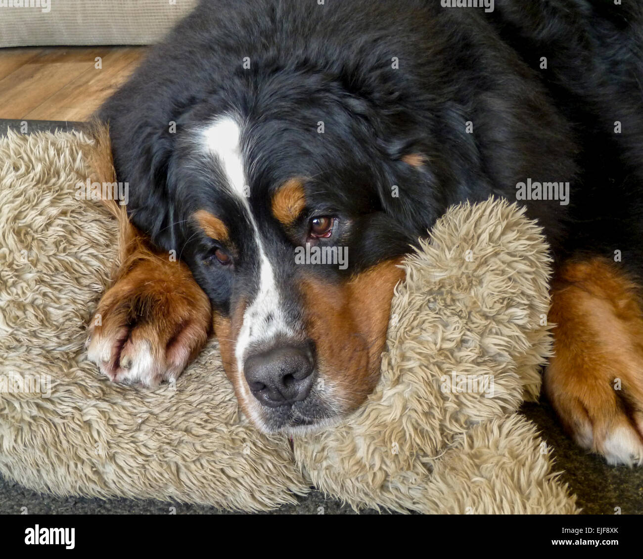 Bovaro del Bernese rilassante Foto Stock