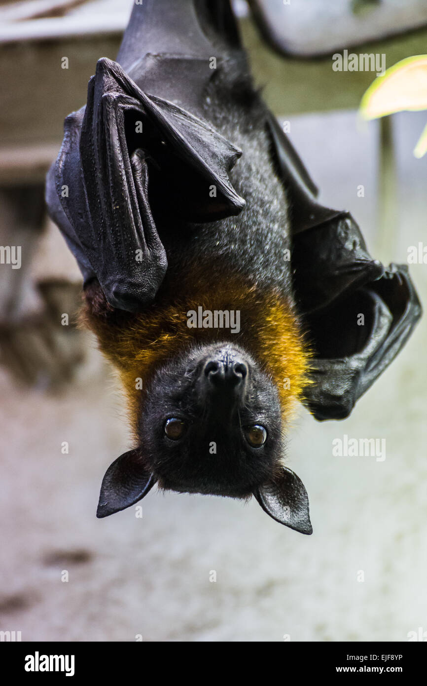 Indian flying fox appeso a testa in giù. Foto Stock