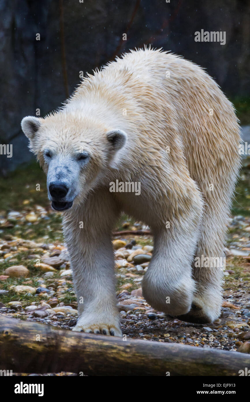 Orso polare a piedi. Foto Stock