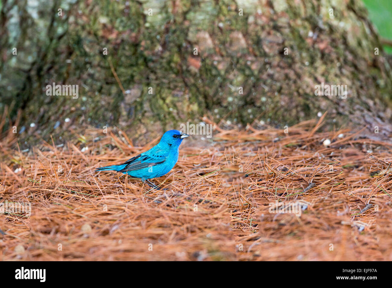 Indigo bunting - maschio Foto Stock