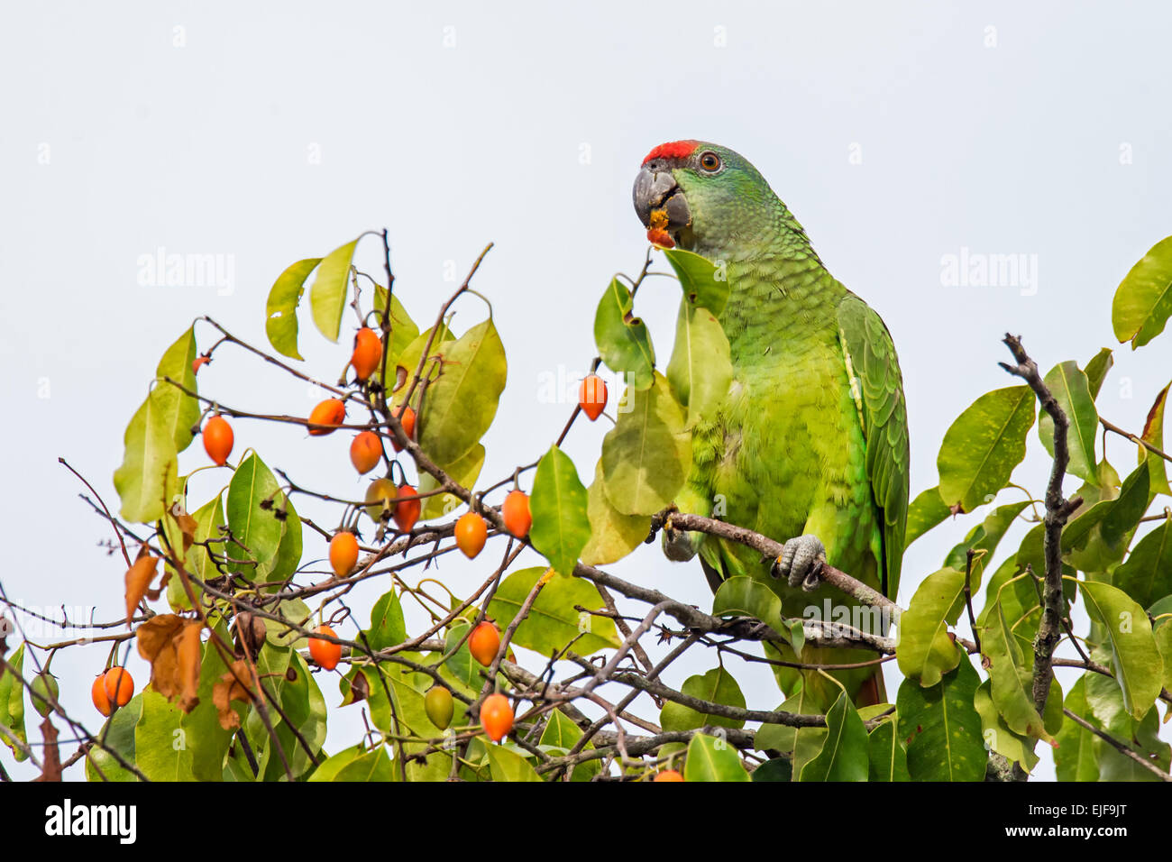 Festive Amazon (Amazona festiva) o festosa Parrot alimentando in giardini botanici, Georgetown, Guyana Foto Stock