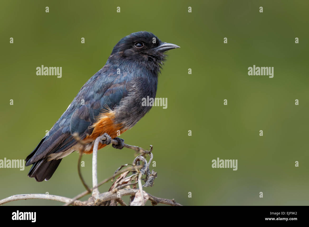 Swallow-winged Puffbird (Chelidoptera tenebrosa) arroccato, Kuru Kururu Village, Guyana Foto Stock