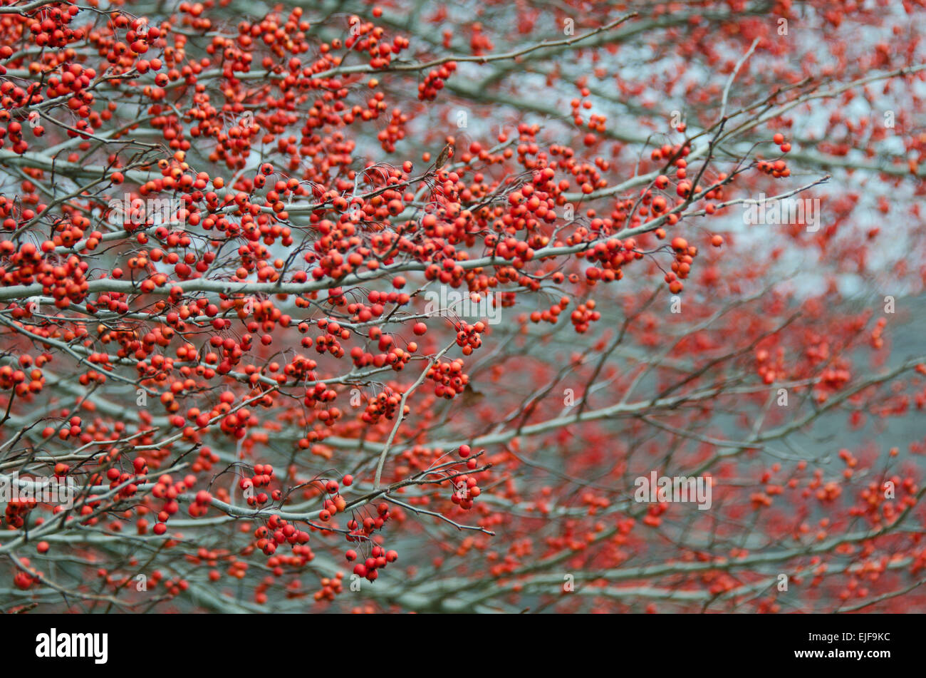 Arbusti Winterberry coperto con bacche rosse in novembre, Camden, Maine. Foto Stock