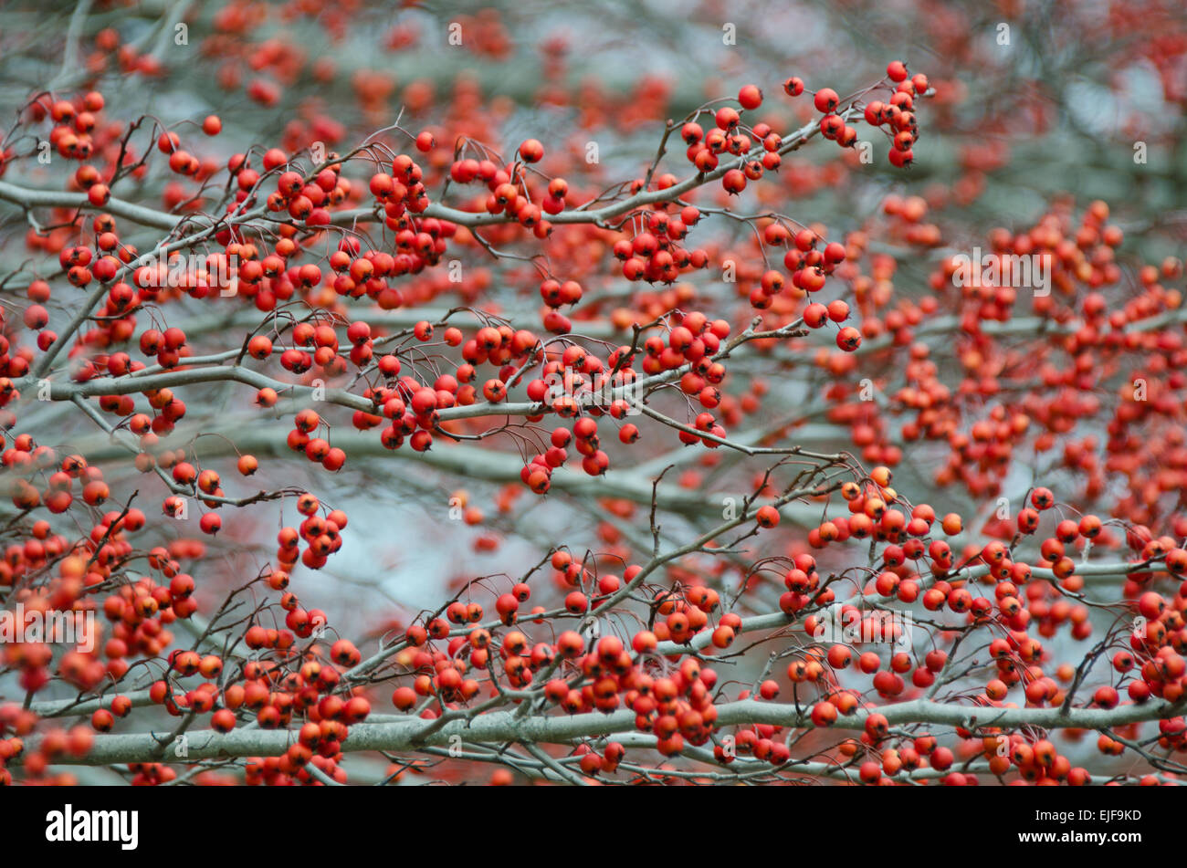 Arbusti Winterberry pesante con bacche rosse in novembre, Camden, Maine. Foto Stock