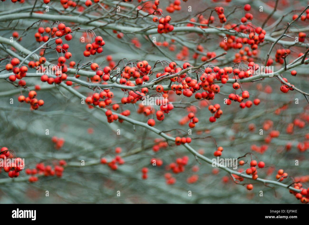 Arbusti Winterberry caricato con bacche rosse in novembre, Camden, Maine. Foto Stock
