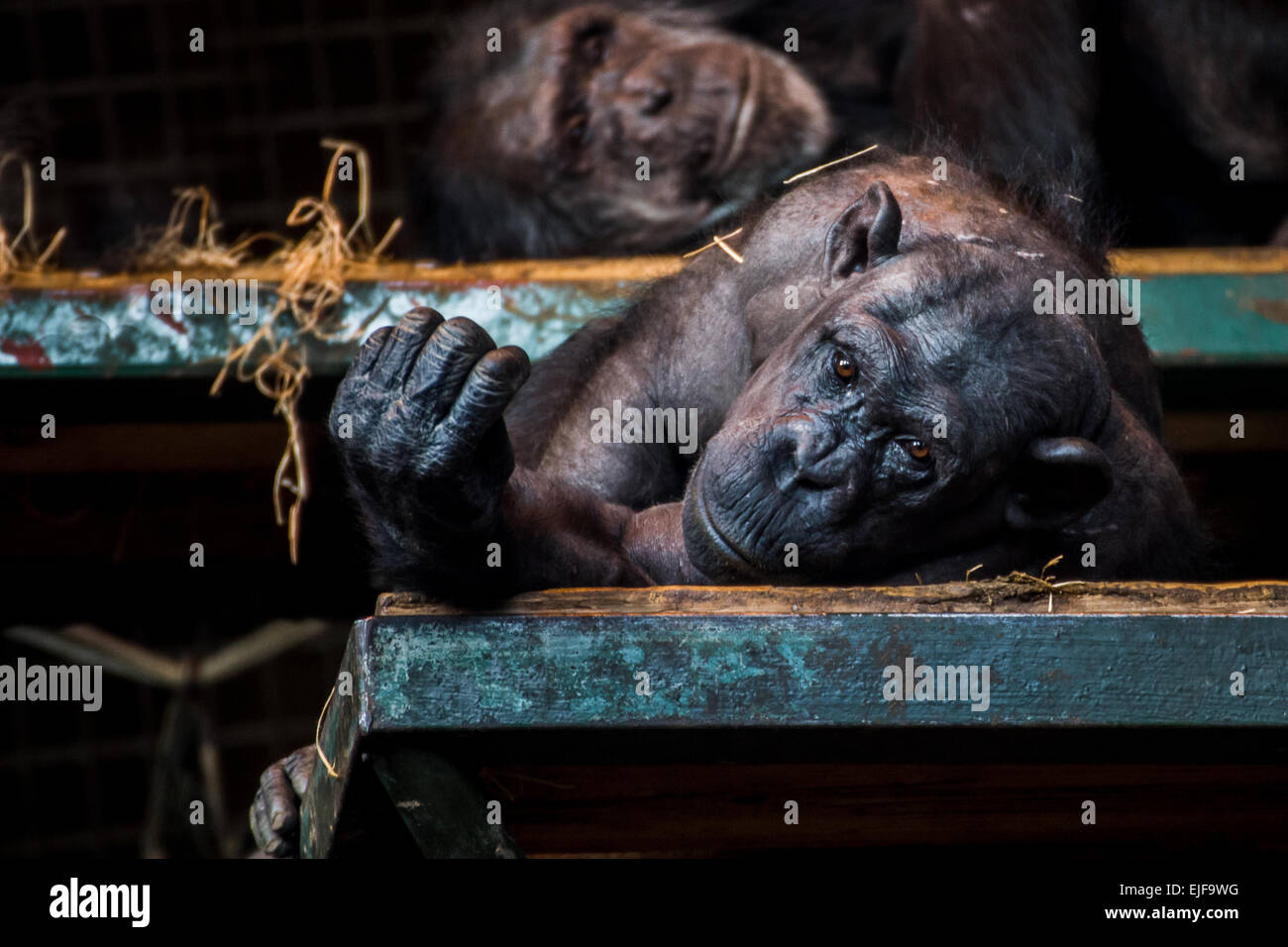 Gli scimpanzé in appoggio. Foto Stock