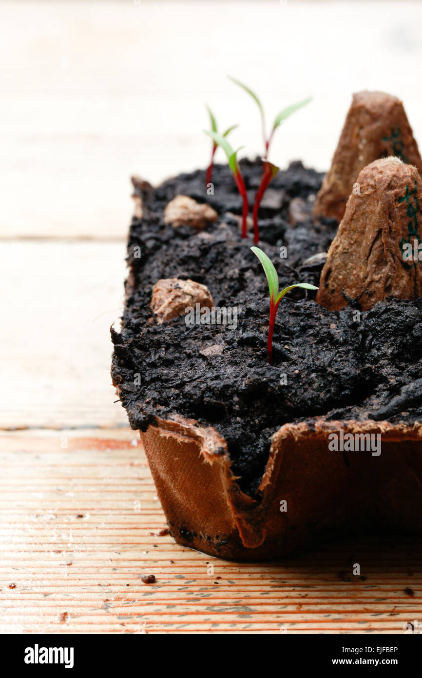 La barbabietola rossa piantine germinando dentro in un riutilizzato scatola per uova Foto Stock