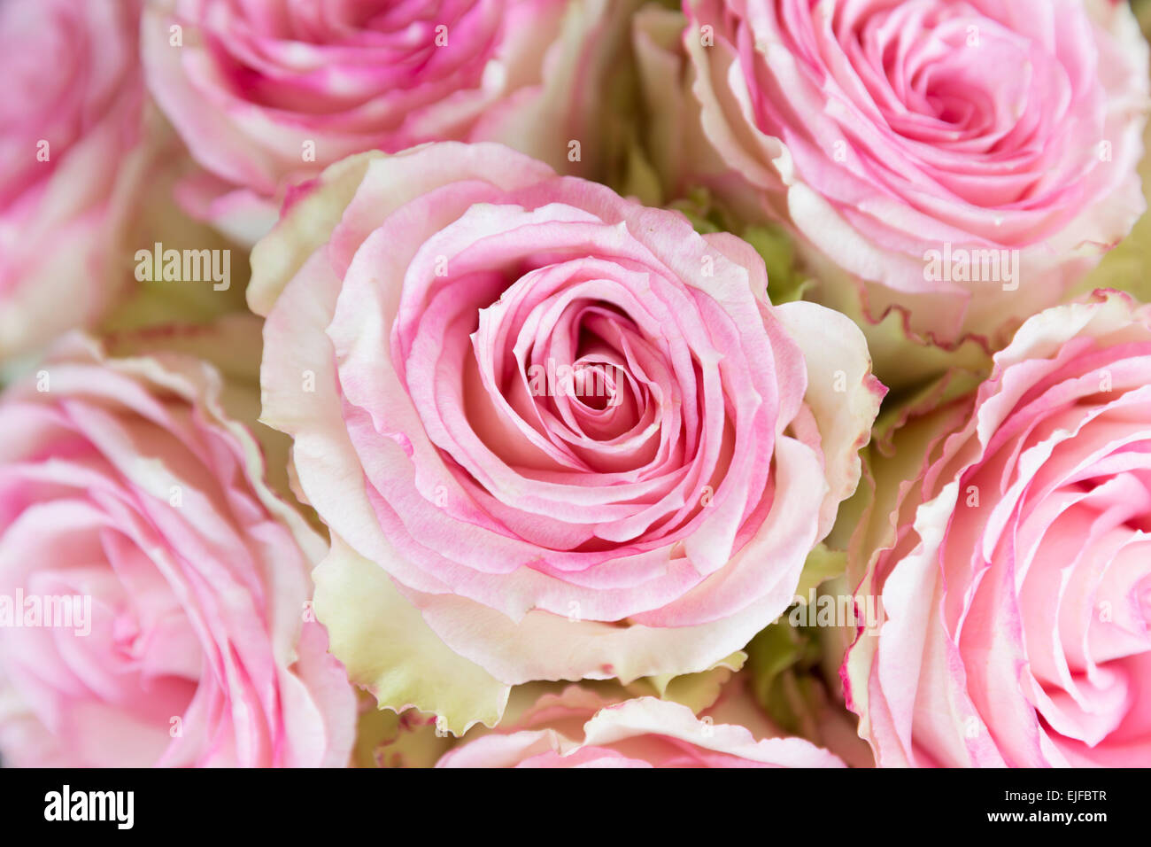 Lace-refilato attraente in due toni di blumi di rosa pastello orlato di  roses in crema, bouquet elegante stile addobbo floreale display Foto stock  - Alamy