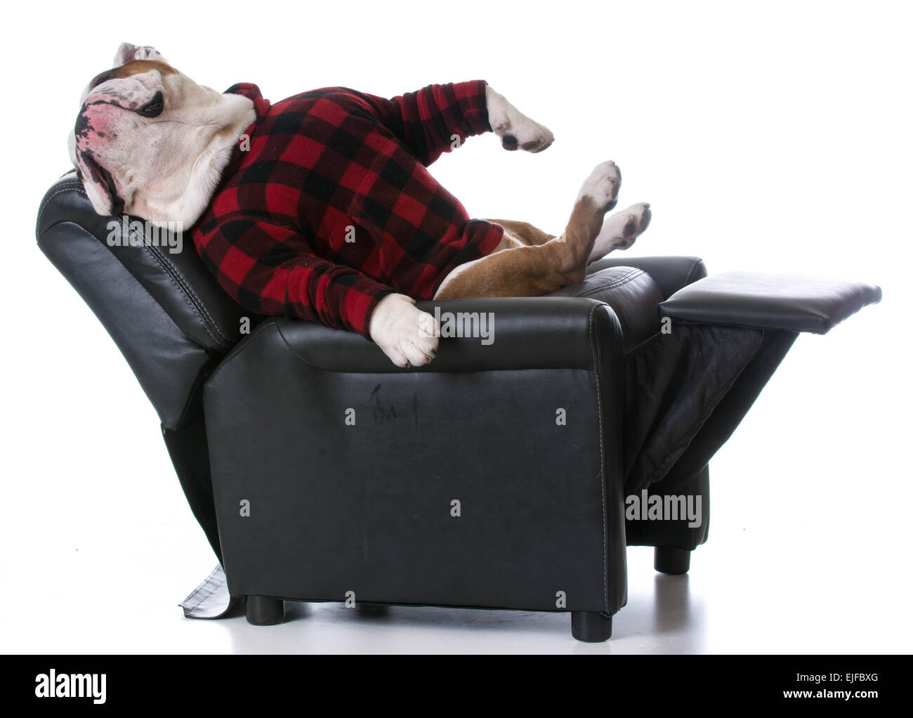 Stanco di cane - bulldog teso indietro in appoggio in una poltrona reclinabile su sfondo bianco Foto Stock