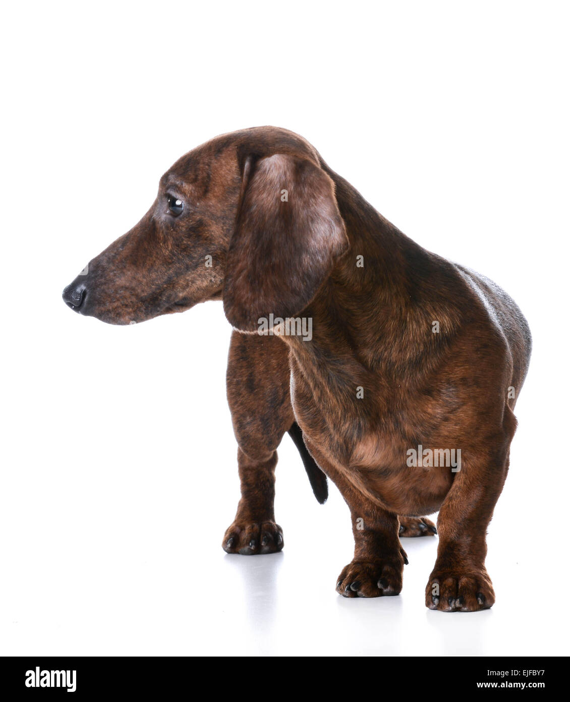 Liscia in miniatura bassotto in piedi su sfondo bianco Foto Stock