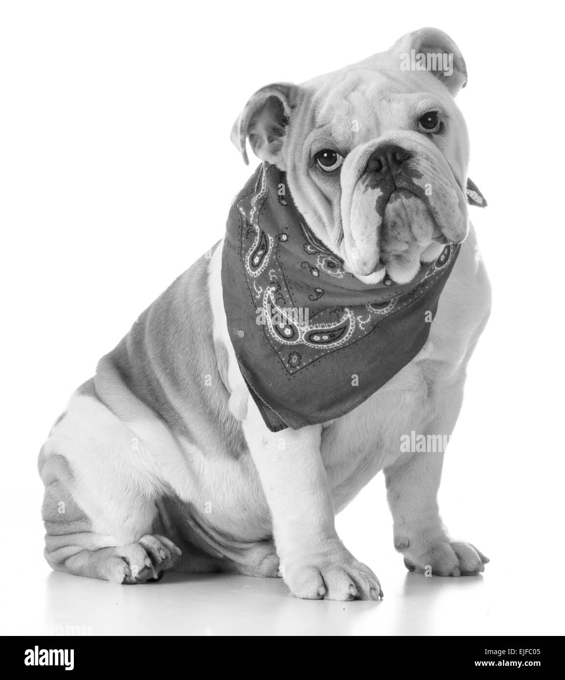 Grazioso cucciolo - bulldog cucciolo indossando bandana Foto Stock