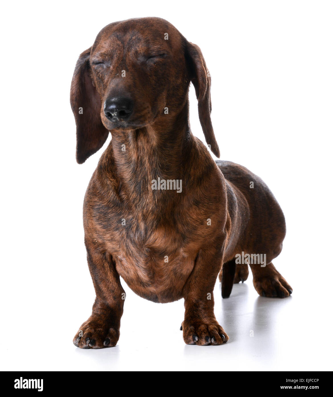 Liscia in miniatura bassotto con entrambi gli occhi chiusi su sfondo bianco Foto Stock