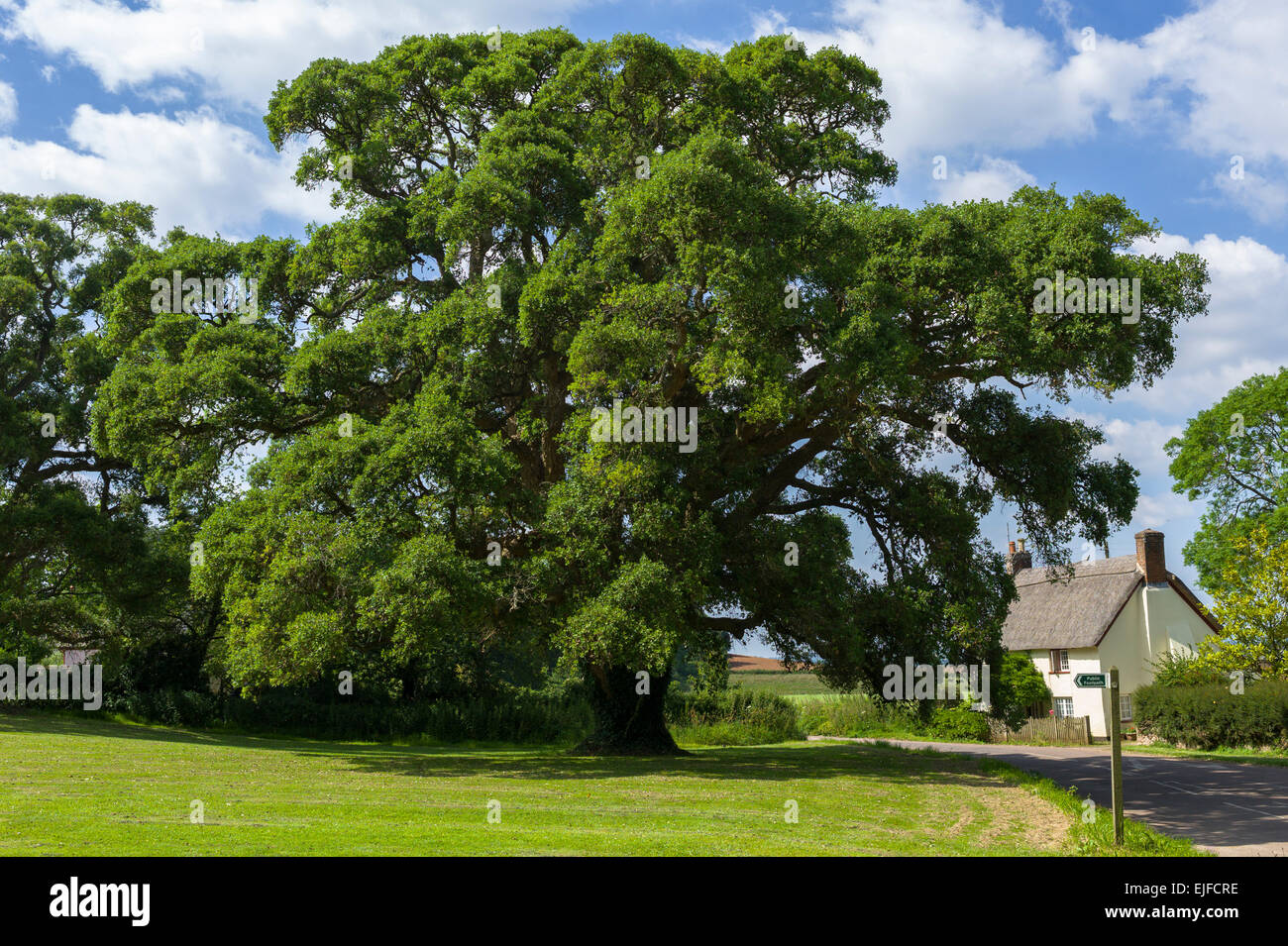 Cork Oak Tree, Quercus suber, un albero sempreverde dal caratteristico paese cottage a Powderham nel Devon, Inghilterra, Regno Unito Foto Stock
