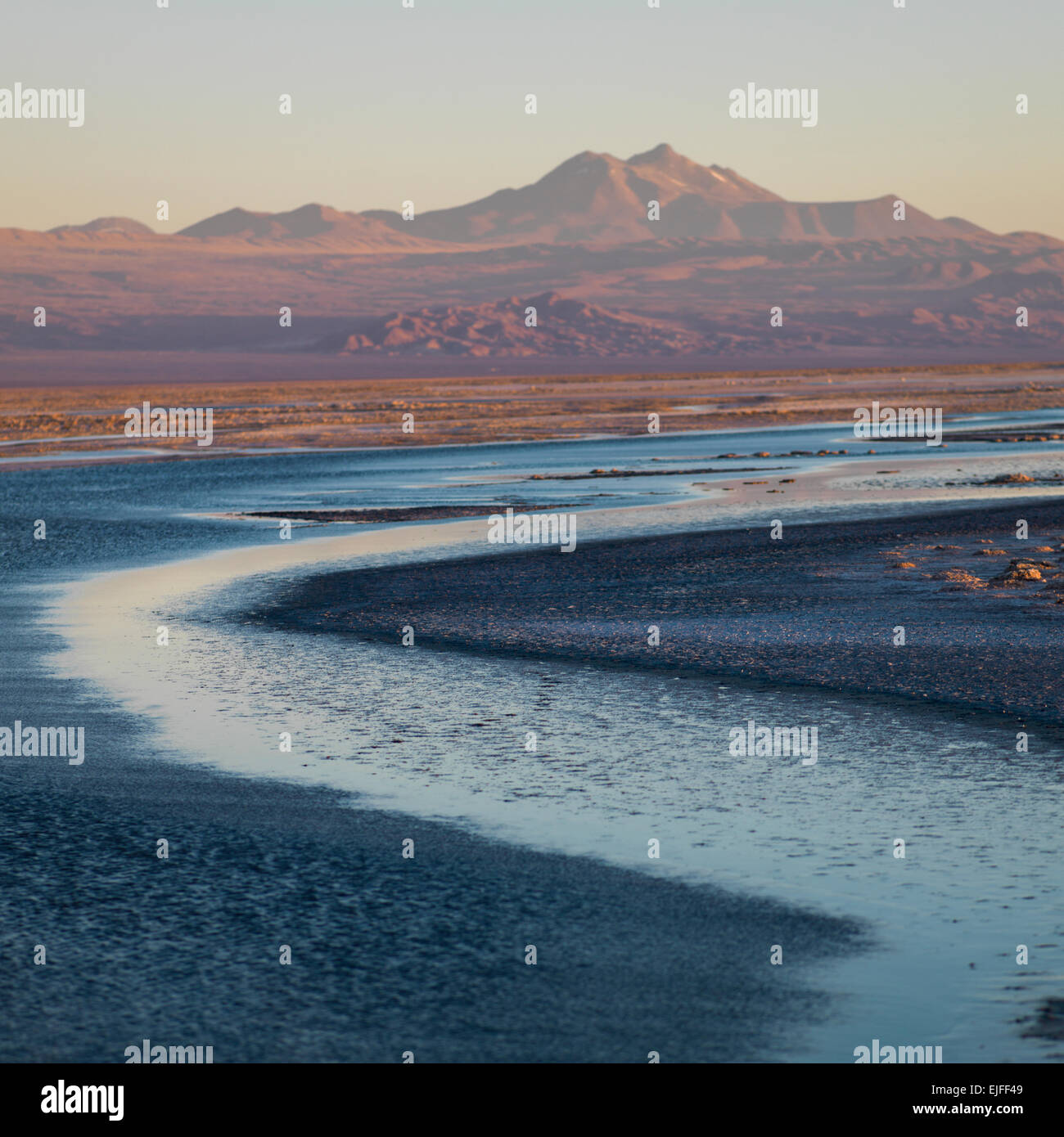 Laguna Chaxa, los Flamencos riserva nazionale, San Pedro de Atacama, El Loa Provincia, Regione di Antofagasta, Cile Foto Stock