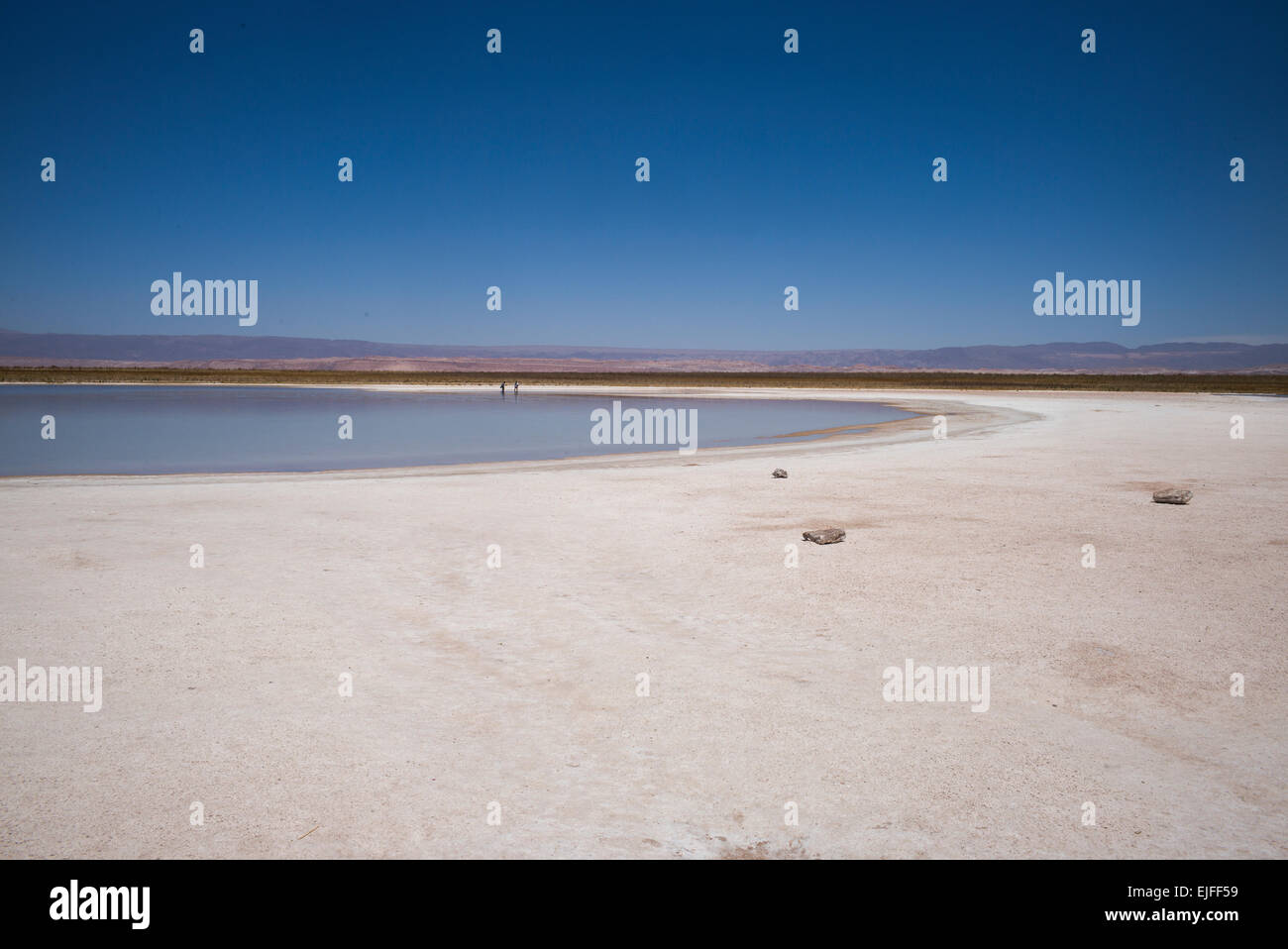 Laguna Cejar, los Flamencos riserva nazionale, San Pedro de Atacama, El Loa Provincia, Regione di Antofagasta, Cile Foto Stock