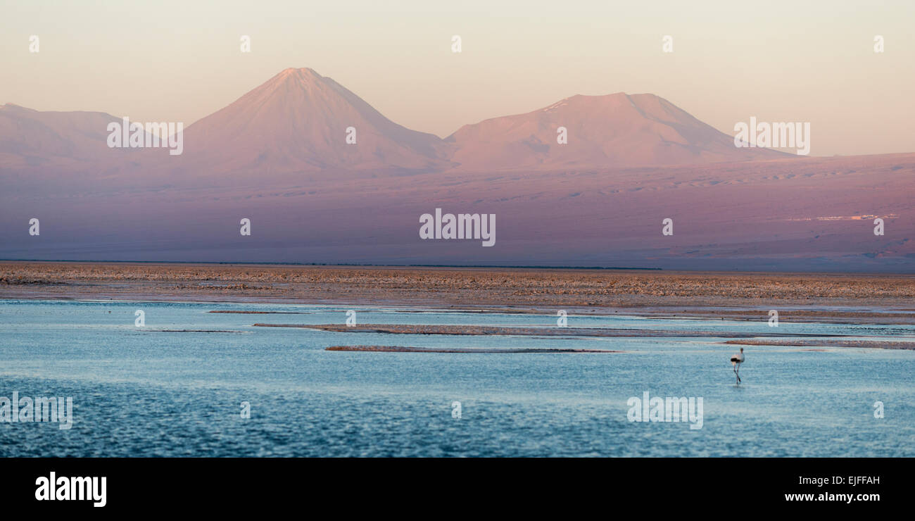 Laguna Chaxa, los Flamencos riserva nazionale, San Pedro de Atacama, El Loa Provincia, Regione di Antofagasta, Cile Foto Stock