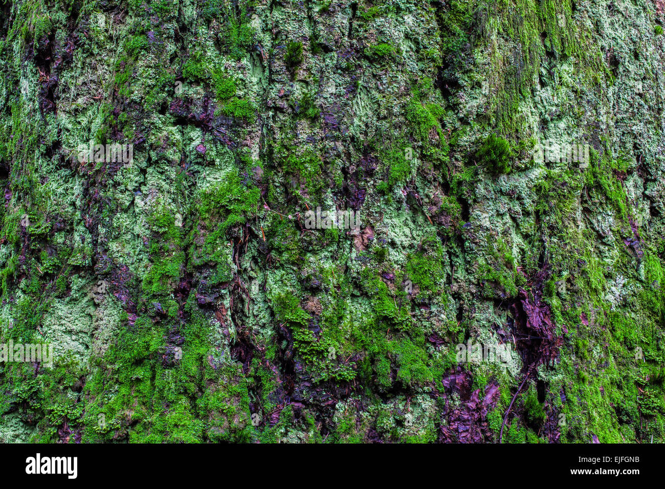 Immagine astratta di Douglas corteccia di abete rivestito in MOSS Foto Stock