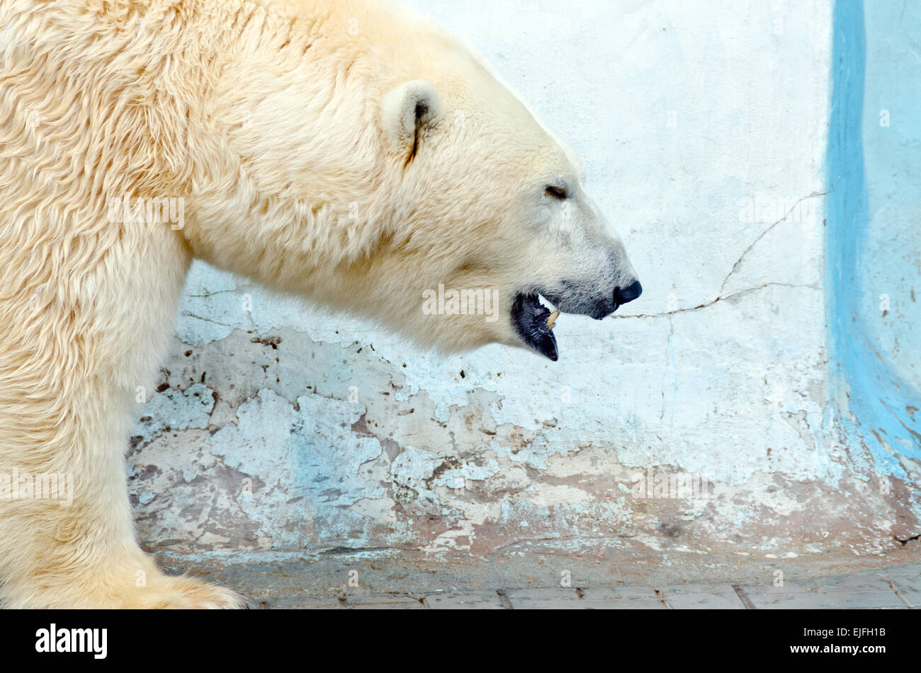 Bianco orso polare in zoo su sfondo blu Foto Stock