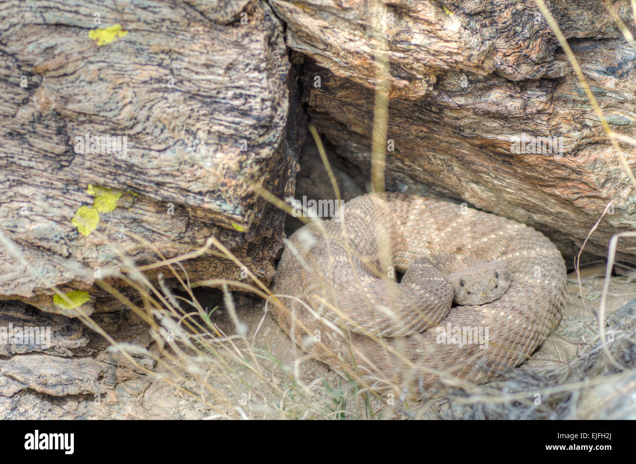 Western Diamond-backed Rattlesnake, (Crotalus atrox), posa a den nel centro del New Mexico, negli Stati Uniti. Foto Stock