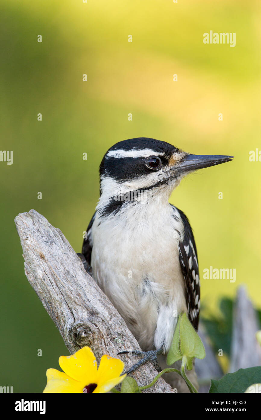 Picchio pelose - Femmina Foto Stock