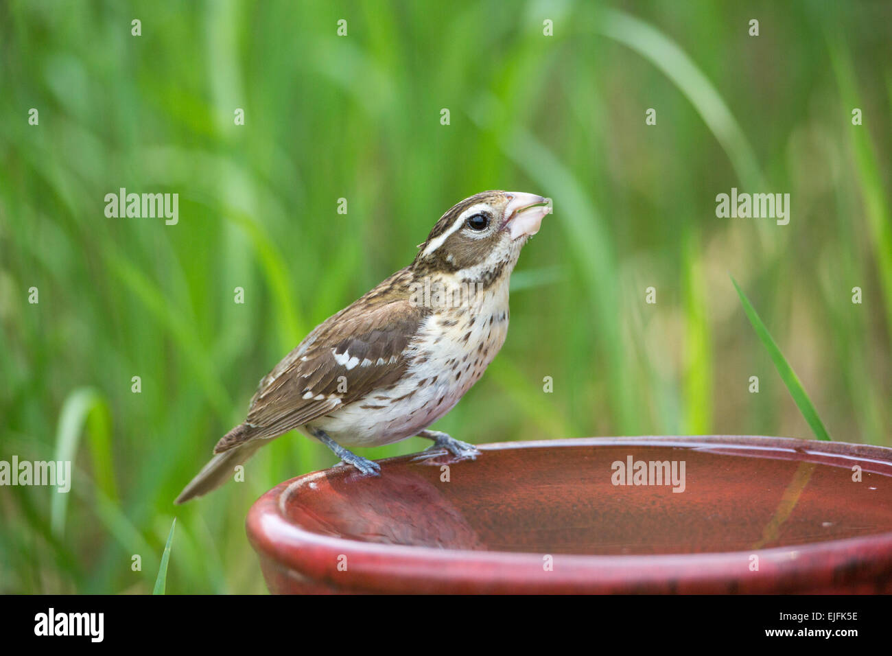 Rose-breasted Grosbeak - femmina Foto Stock