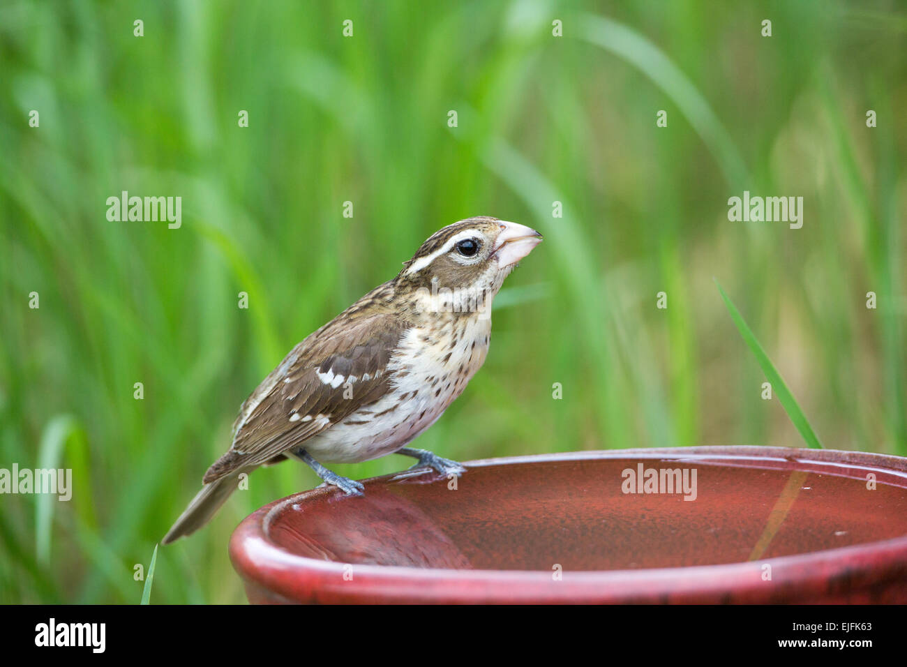 Rose-breasted Grosbeak - femmina Foto Stock