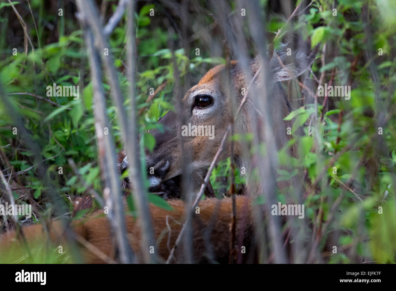 White-tailed doe con cerbiatti neonato Foto Stock