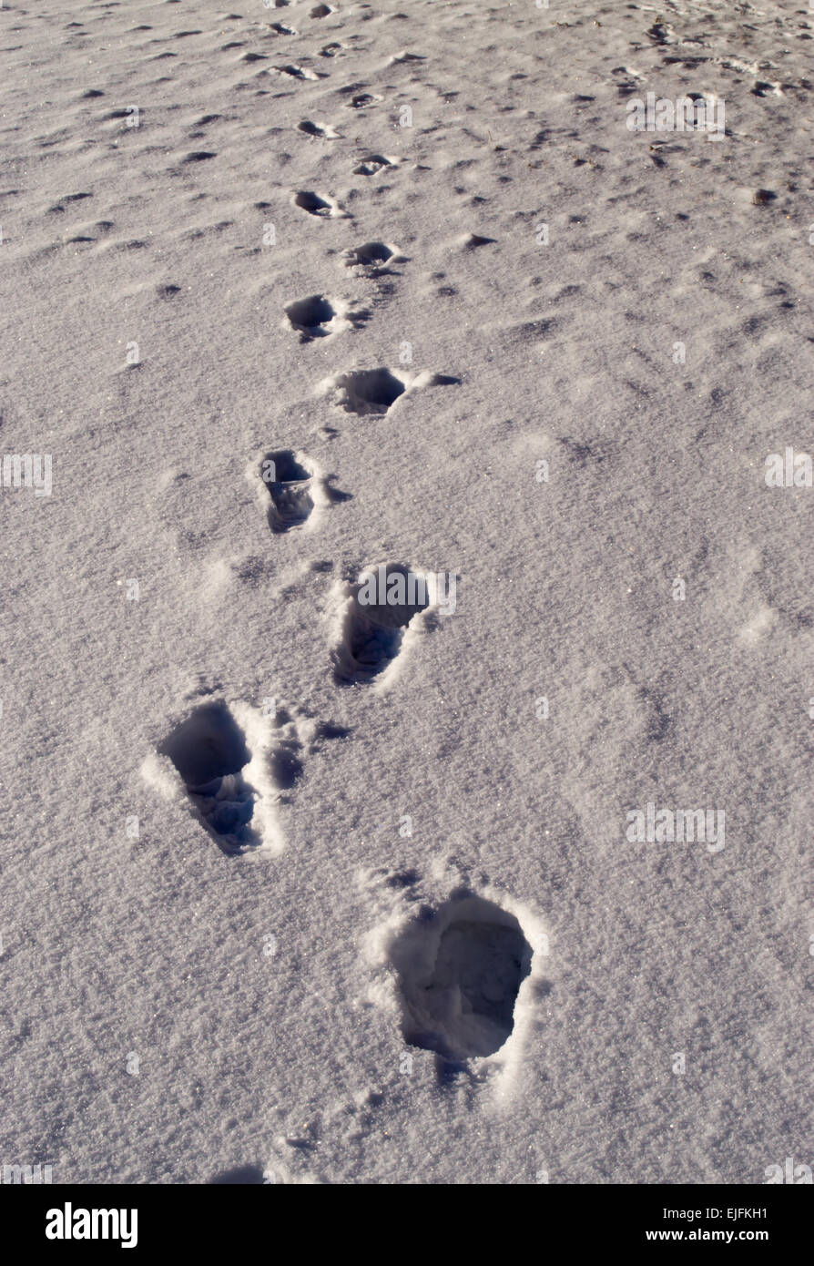 Unico set di Orme nella neve a piedi Foto Stock