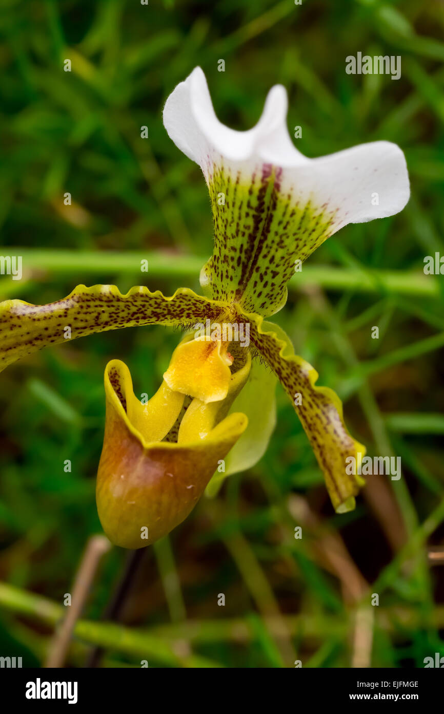 Lady's-slipper orchid (Cypripedium calceolus) Foto Stock