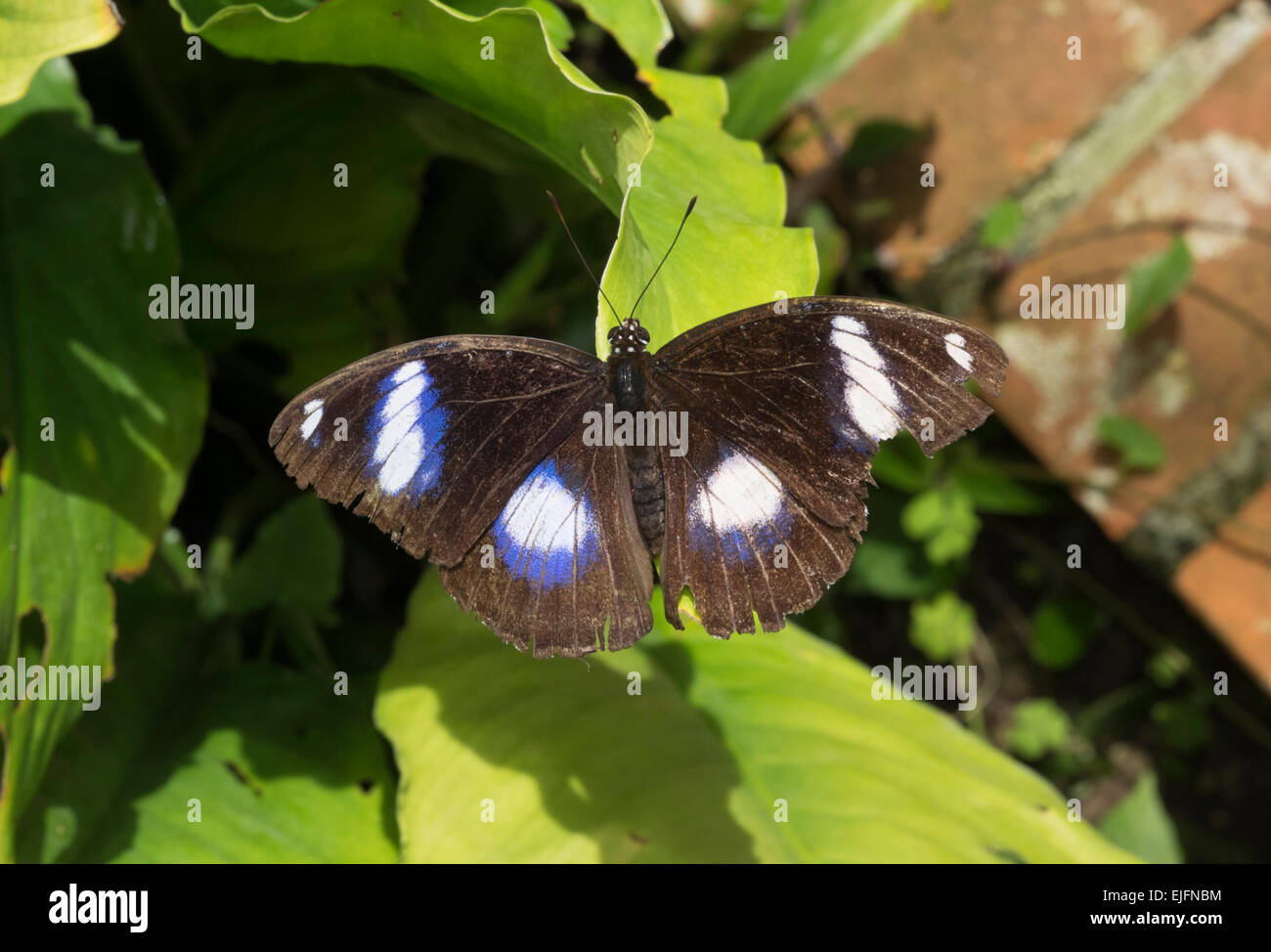 Grande Eggfly alimentazione a farfalla Foto Stock