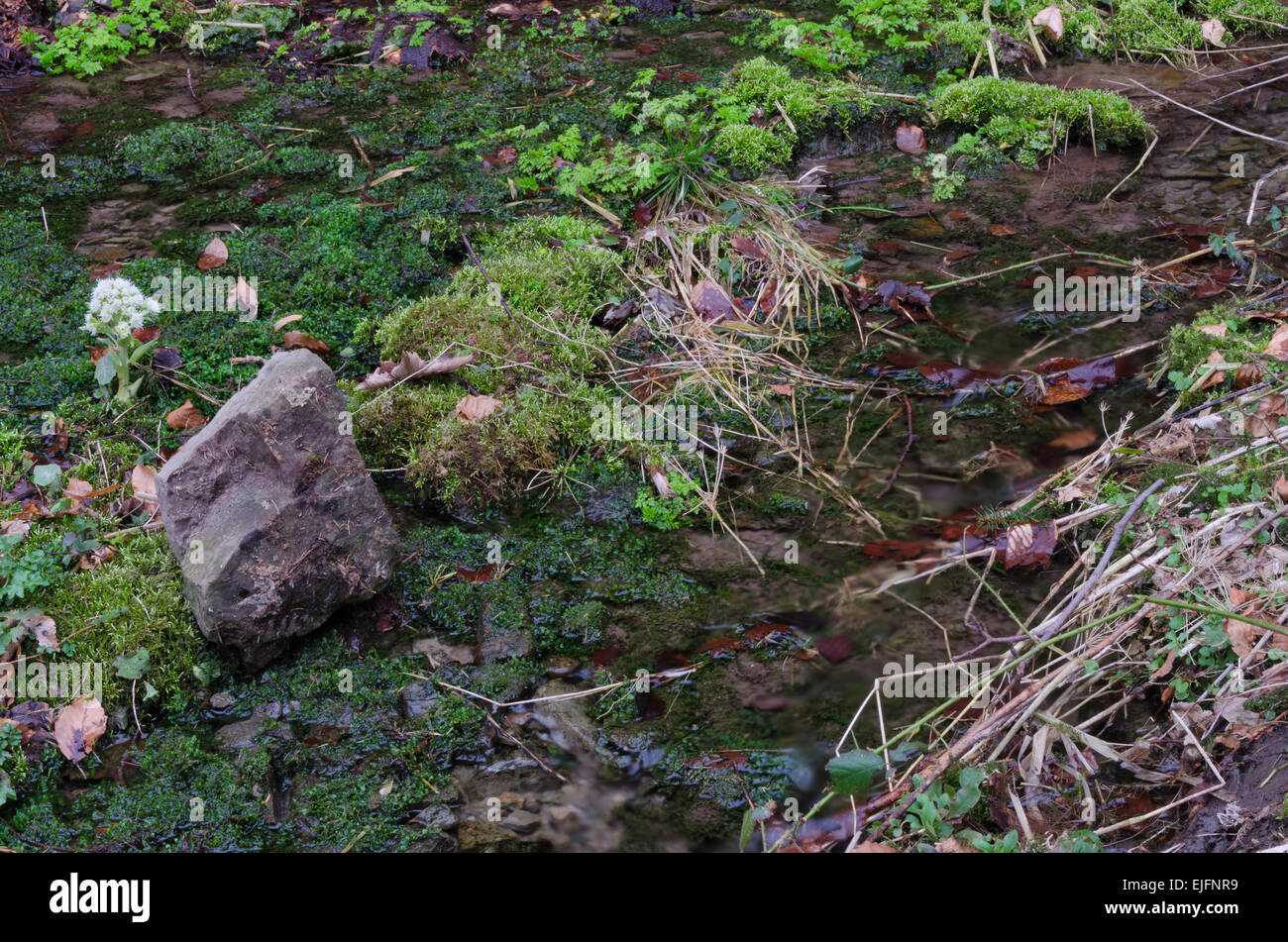 Acqua liscia con MOSS e fern Foto Stock Acqua liscia con MOSS e fern Foto Stock
