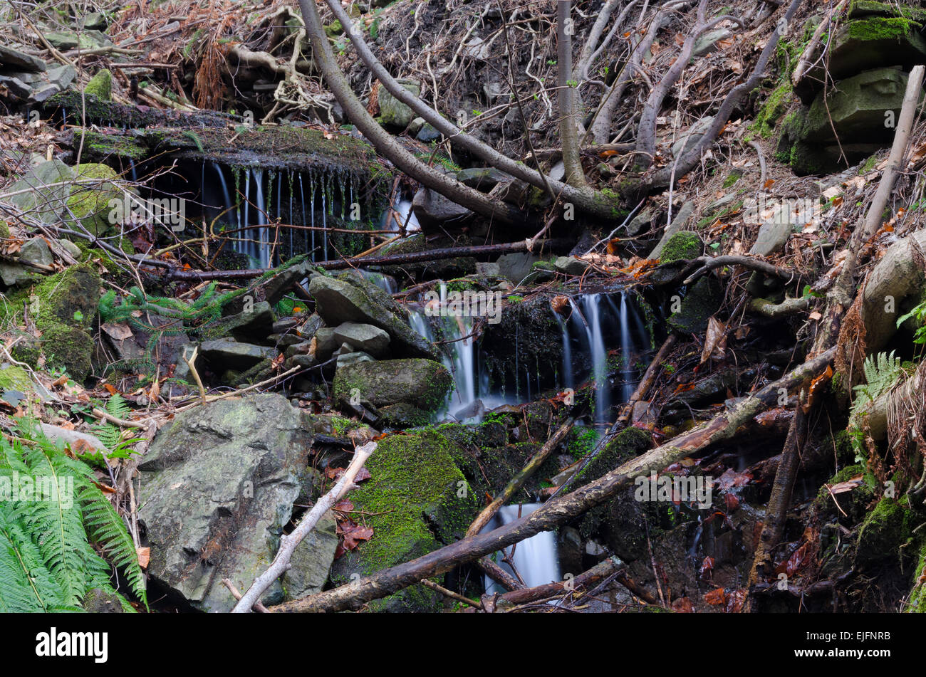 Mountain Creek con felci e muschi rocce Foto Stock