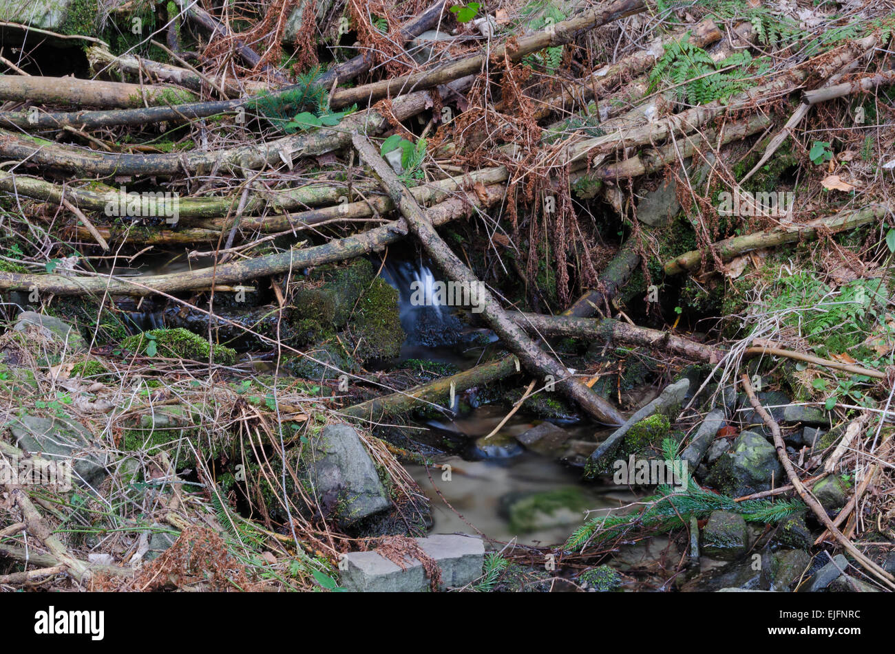 Filiali in acqua liscia con fern Foto Stock Filiali in acqua liscia con fern Foto Stock