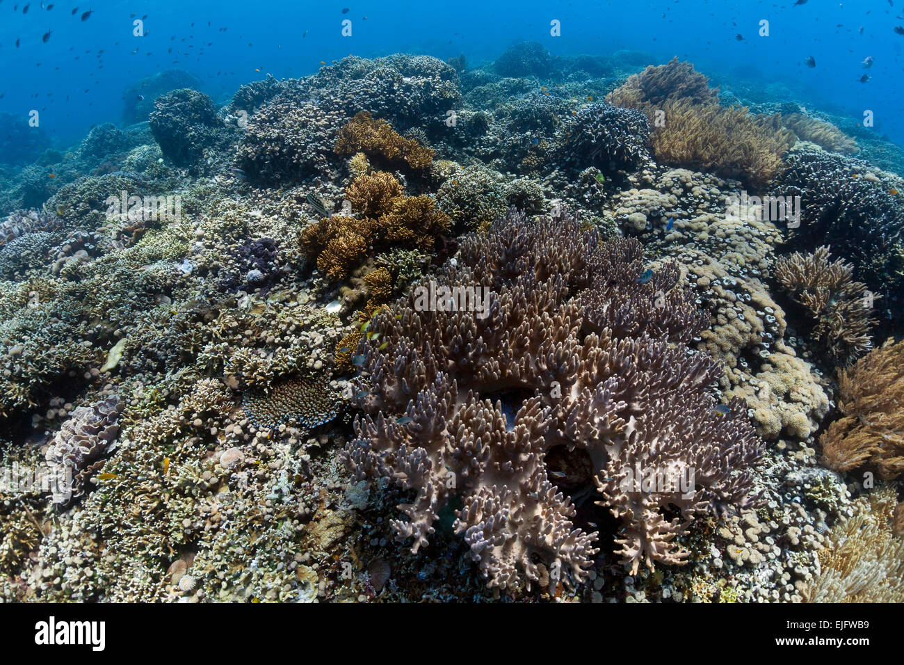 Corallo duro sulla scogliera tropicale dell'isola di Menjangan, Bali, Indonesia Foto Stock