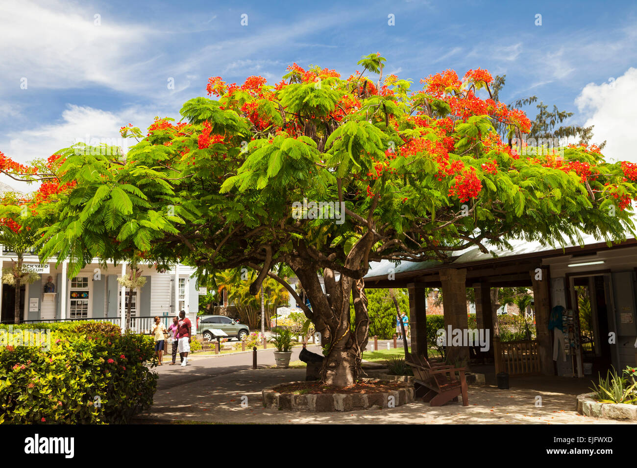 Fioritura tamarind tree (Tamarindus indica) Nelson&#39;s Dockyard, English Harbour, Antigua Antigua e Barbuda Foto Stock