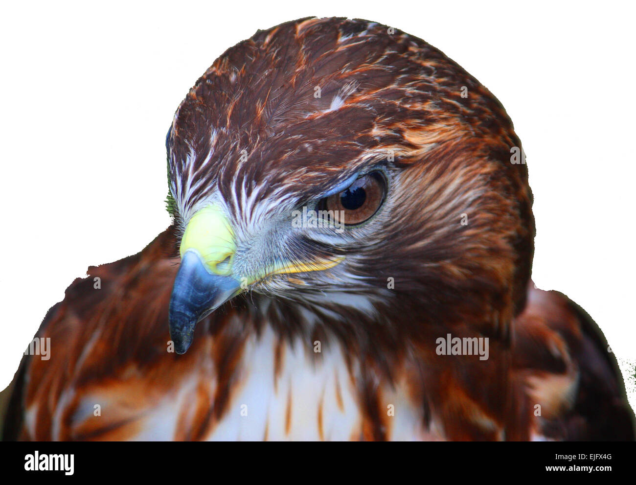 Close up ritratto di un falco di Harris Foto Stock