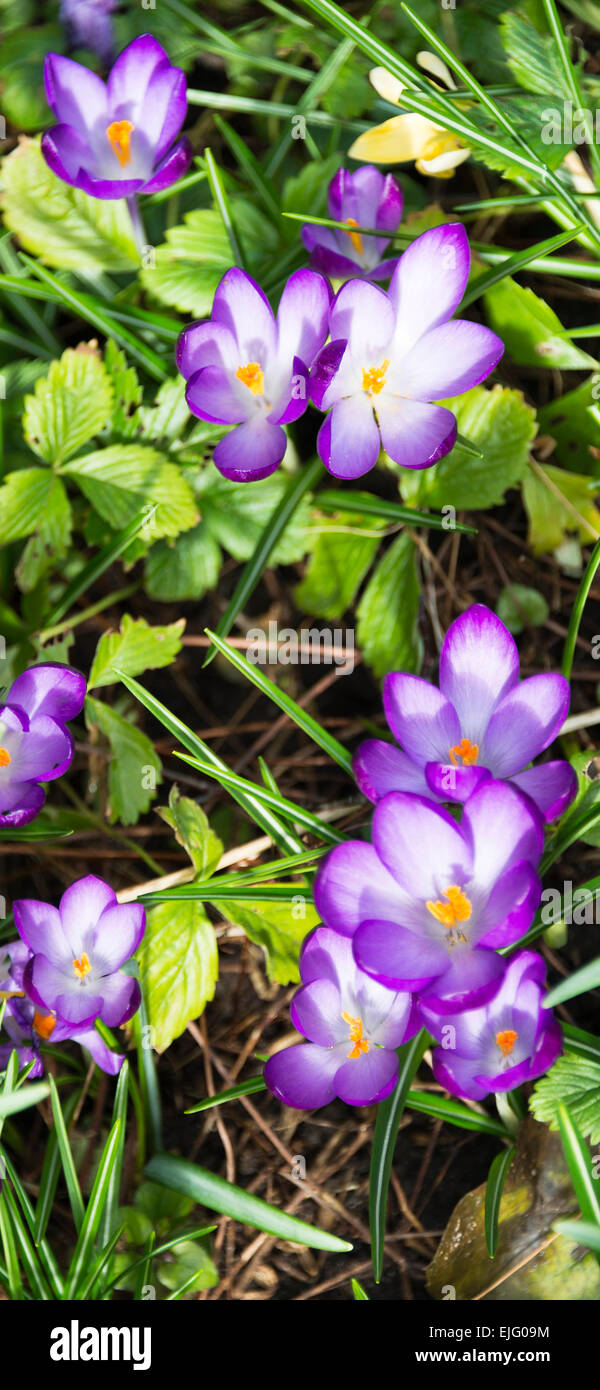 Cluster di Viola Crocus fiori in fiore in un giardino di Cheshire England Regno Unito Regno Unito Foto Stock