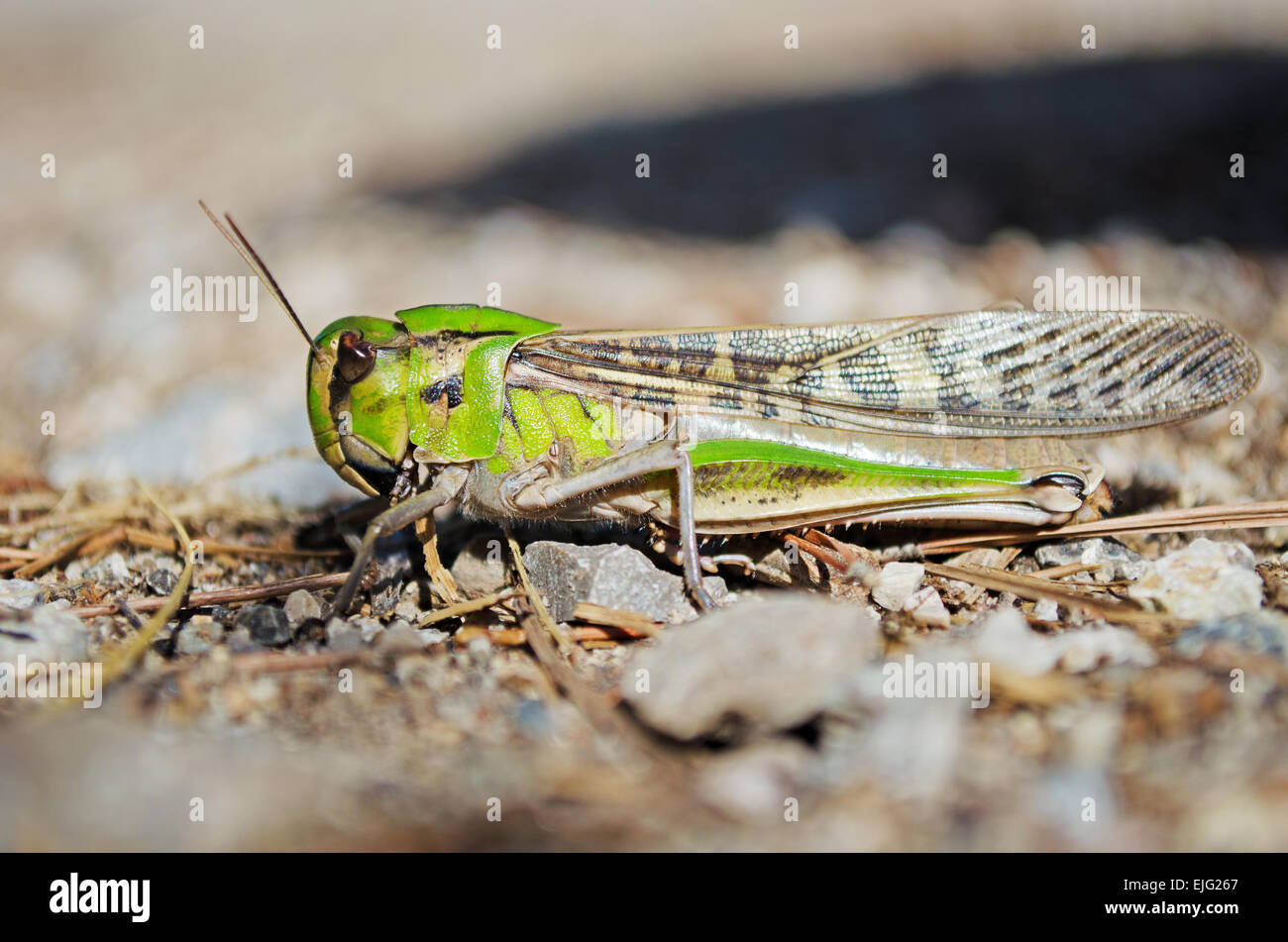 Bassa angolazione di una locusta migratoria nel suo habitat naturale. Vista laterale. Shot presi a Mallorca, Spagna. Foto Stock